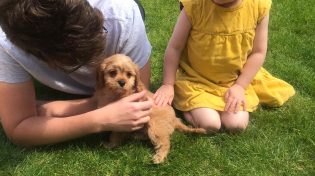 Video series: Working from home during the lockdown for Assistants