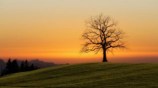 9 February: What’s going on in ESG and insurance?